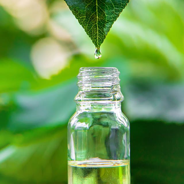 Tea Tree vs. Pine Bark: Which Extract Works Best for Acne?